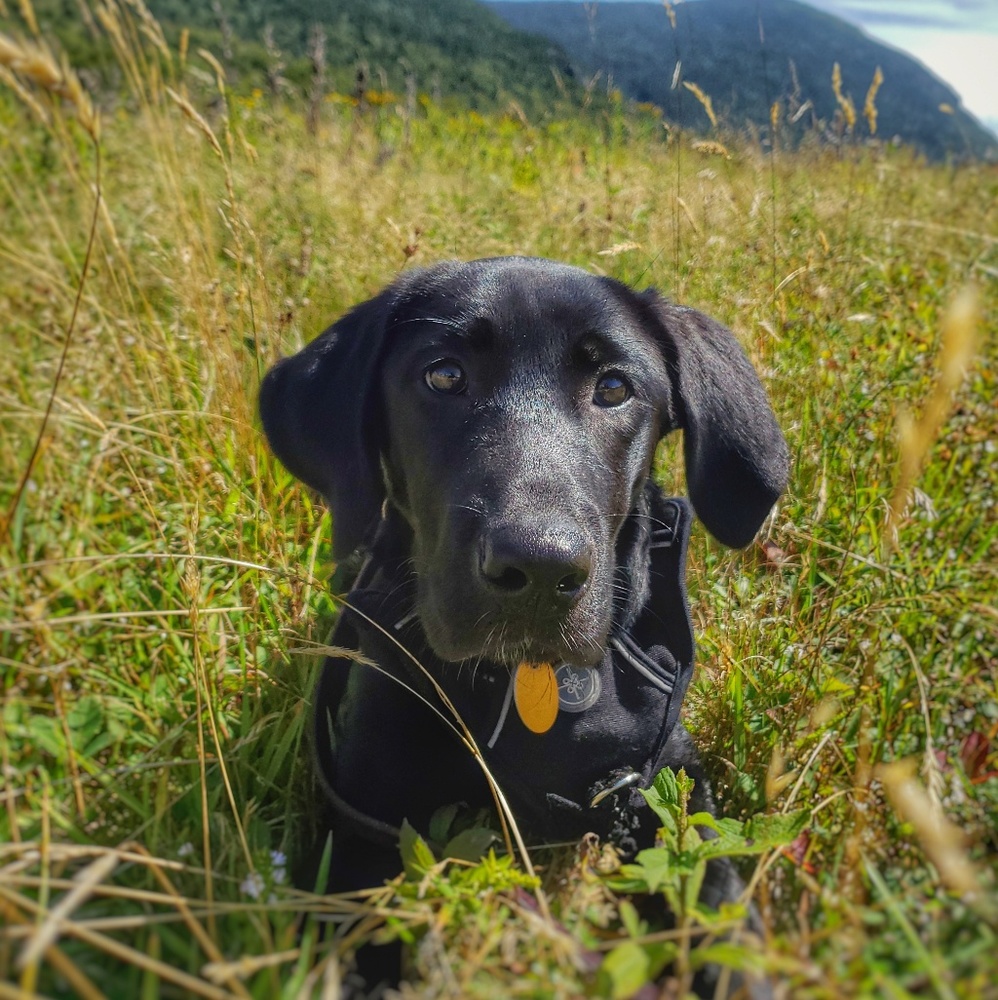 Meet your Posher, Reagan